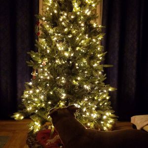 Meet your Posher, Rose